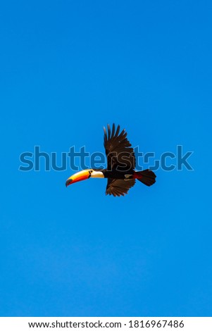 Beautiful toucan flying in blue skies in Brazil.