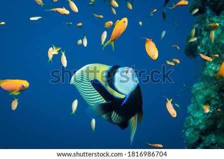 Emperor Angel fish swimming in the ocean with anthia fish around