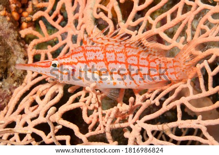 long nosed Hawk fish in the red sea with coral