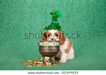 St Patrick Day Cavalier King Charles puppy with green sparkle hat, black pot filled with toy gold coins on green background