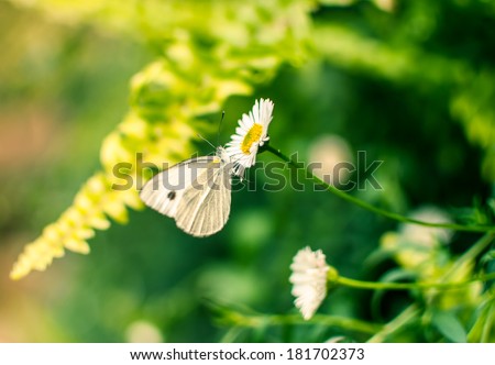 butterfly fly in morning nature.
