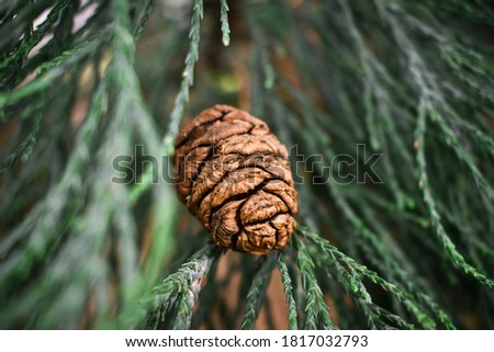 Pine cone on sequoia branch with green background