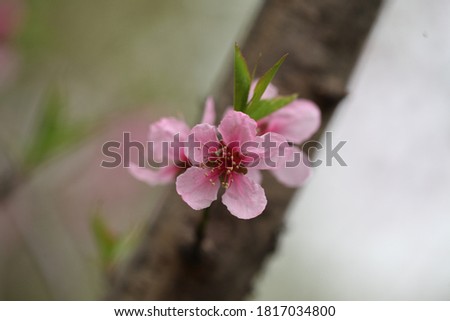 Various flower pictures, Landscape, macro