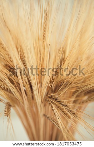 Yellow dried wheat close up. Wheatears texture. Peace of wheat pattern with bokeh.