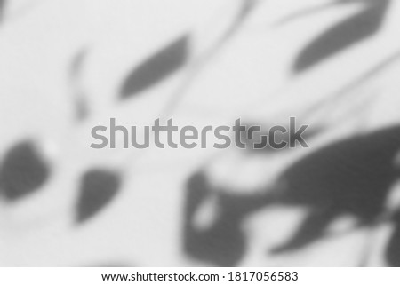 Shadow overlay effect for photo. Blurred shadows from tree leaves palm and tropical branches on a white wall in sunlight.	
