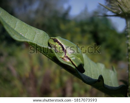 tree frog sitting on a leaf of a plant