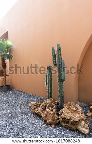 Minimal empty space scene with brown painted wall and  artificial cactus with rock setting for photoshoot in natural light scene / studio concept / tropical theme / outdoor studio