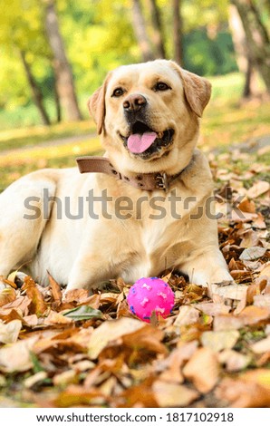Cute and beautiful fawn white labrador lies in autumn foliage with a pink ball
