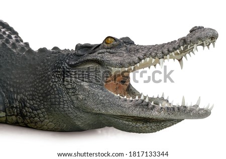 Crocodile head part open mouth isolated  is on white background with Clipping path Royalty-Free Stock Photo #1817133344