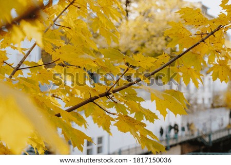 A closeup of a tree covered in yellow leaves at daytime in autumn with a blurry background