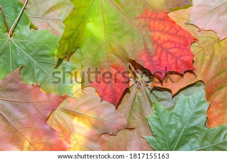 Group multicolored maple leaves. Autumn Wallpaper. Top view