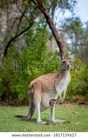 Female red kangaroo standing on grass with kangaroo baby joey in pouch, Perth, Western Australia. Symbol of Australia