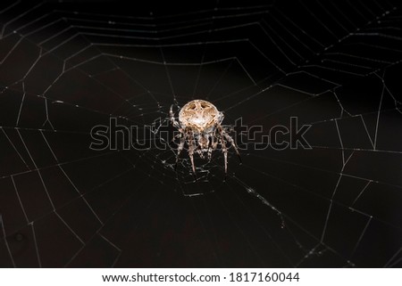 Spider images are for magazines. For adding a picture frame For props and background.