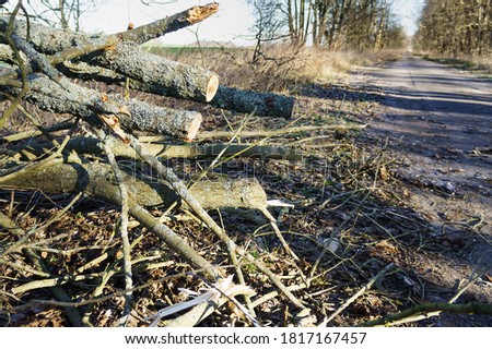 Cutting down tree trunks. Logs stacked in a row. Felling forest trees.