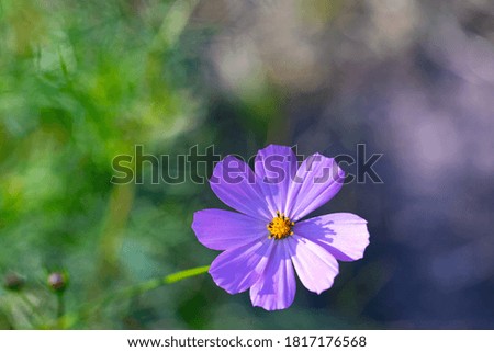Purple flower of Cosmos bipinnatus, commonly called the garden cosmos or Mexican aster in macro lens shoot.