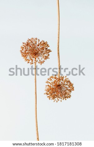 DRY WILD FLOWERS FACED AND ISOLATED ON WHITE BACKGROUND. MINIMALIST DECORATION CONCEPT.
