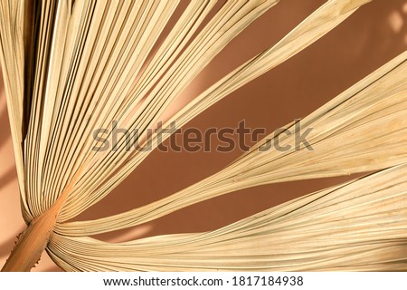 Dried palm leaves in sunlight.Floral background. Royalty-Free Stock Photo #1817184938