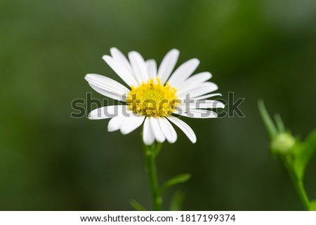 Close Up White Flower Field With Nature Background In Gaeden