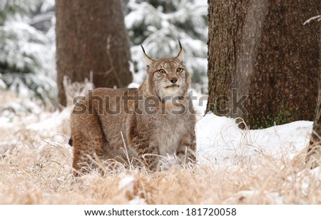 Massive lynx