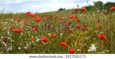 Summer Poppy Field in England