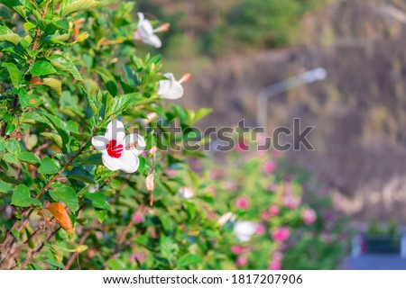 
Pink and white flowers in the park in the evening