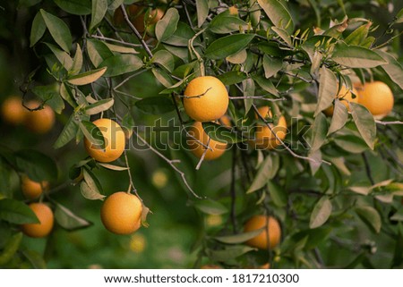 Tangerine garden with green leaves and ripe fruits. Mandarin orchard with ripening citrus fruits. Natural outdoor food background