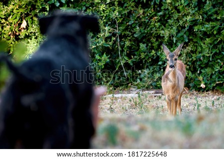 Young, Wild European Roe Deer Looking at Home-Raised, Pure-Bred Miniature Black Schnauzer Dog Standing in Blurred Foreground. Beautiful Encounter of Wild and Domesticated Animals. Tuscany, Italy 2020 Royalty-Free Stock Photo #1817225648