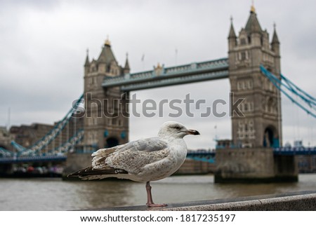 Photo of a little and beautiful seagull standing in front of the Tower Bridge in London during a cloudy day.