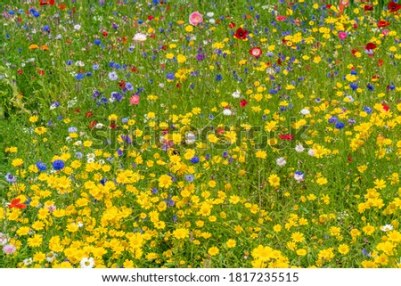 Various wild flowers bloosoms in the meadow on summer