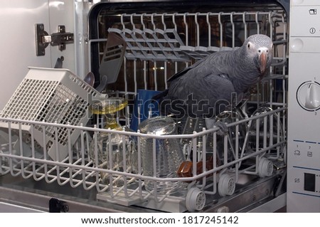 Parrot Jaco climbed into the dishwasher