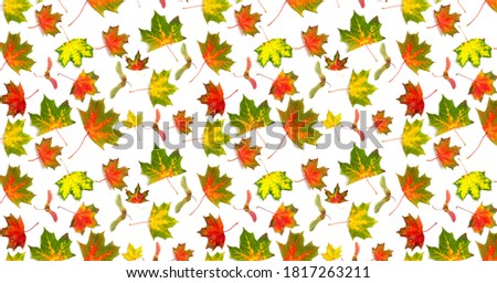 Pattern autumn background multicolored dry falling leaves on a white background.  A beautiful background for your projects.