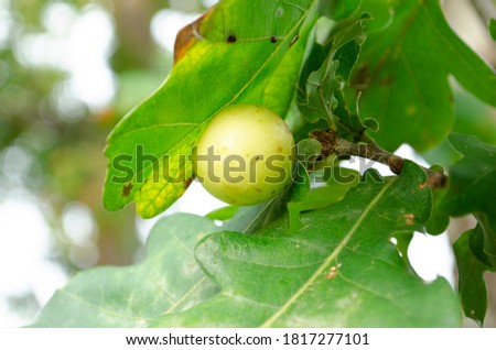 Acorn on the branch. Close up picture with selective focus. Nature background.