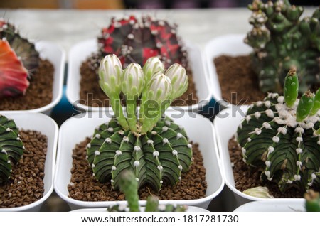 Colorful of beautiful cactus or succulents in the pot pattern background. This plant used for decoration home, office, living room or garden.