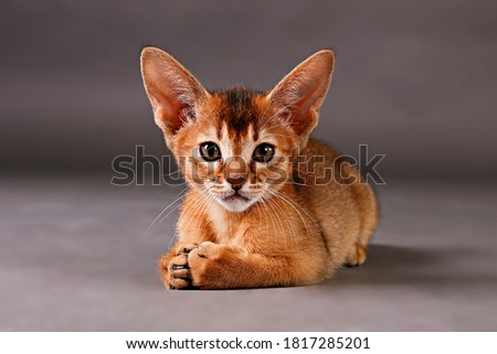 Studio shot of small cute abyssinian kitten being adorable on gray paper textured background. Beautiful purebred short haired kitty. Close up, copy space. Royalty-Free Stock Photo #1817285201