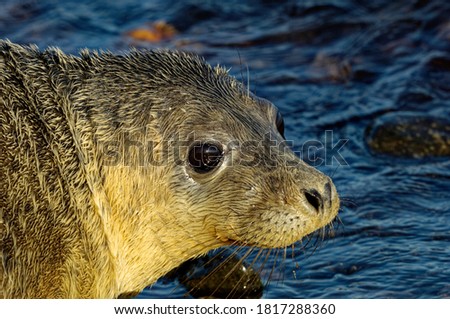 Grey Seal (Halichoerus grypus) Immature entering the water,portrait.