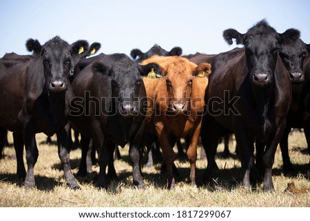 
black and red angus in american field Royalty-Free Stock Photo #1817299067