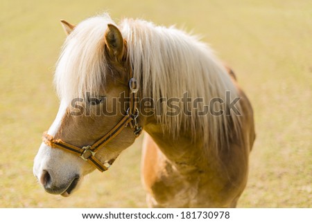 horse portrait with shallow depth of field