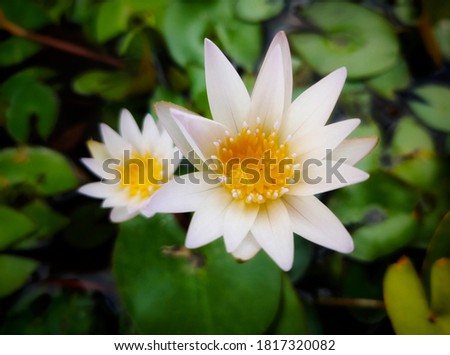 The White Water Lilly With Green Leaves