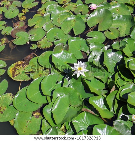 This is a picture of a lotus flower in a park lake.