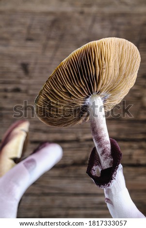 The Mexican magic mushroom is a psilocybe cubensis, whose main active elements are psilocybin and psilocin - Mexican Psilocybe Cubensis. An adult mushroom raining spores