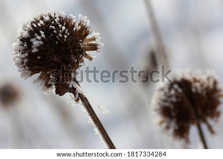 Snow Resting On top of Plant