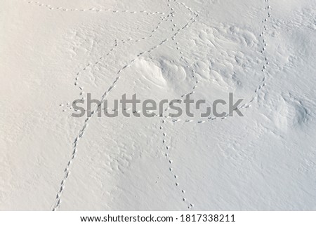 aerial view from above of fresh snow surface texture with snowdrifts and wild animal foot traces on bright cold winter day. Fox, wolf, hare footpath on snowbank after blizard in mountain near forest