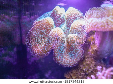 Anemones and Coral at the marine colourful  Aquarium. 