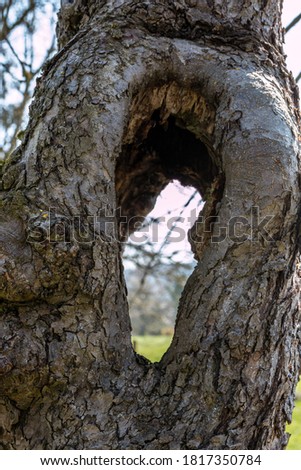 Big hole inside an old apple tree Royalty-Free Stock Photo #1817350784