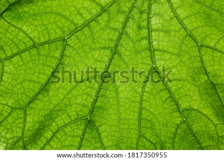 Big green leaf with many leaf veins Royalty-Free Stock Photo #1817350955
