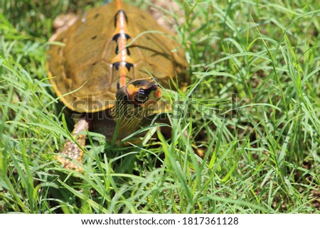 a small turtle hiding in the grass, selective focus