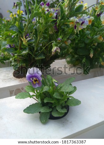 Edible flower / Viola flower is cultivated using a hydroponic system