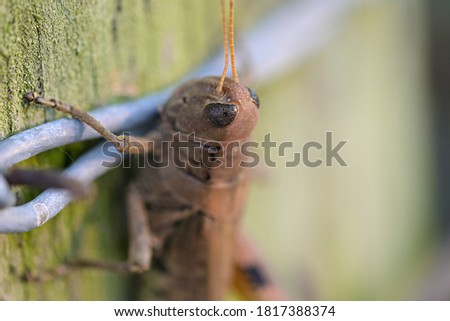 Macro picture of a grasshopper