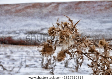 Terrible thistles bristling with thorns, the symbol of chivalry. Dry winter plants close up