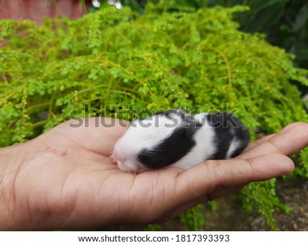 Close up of new born rabbit fall asleep in hand  with blurred natural background. Selective focus 